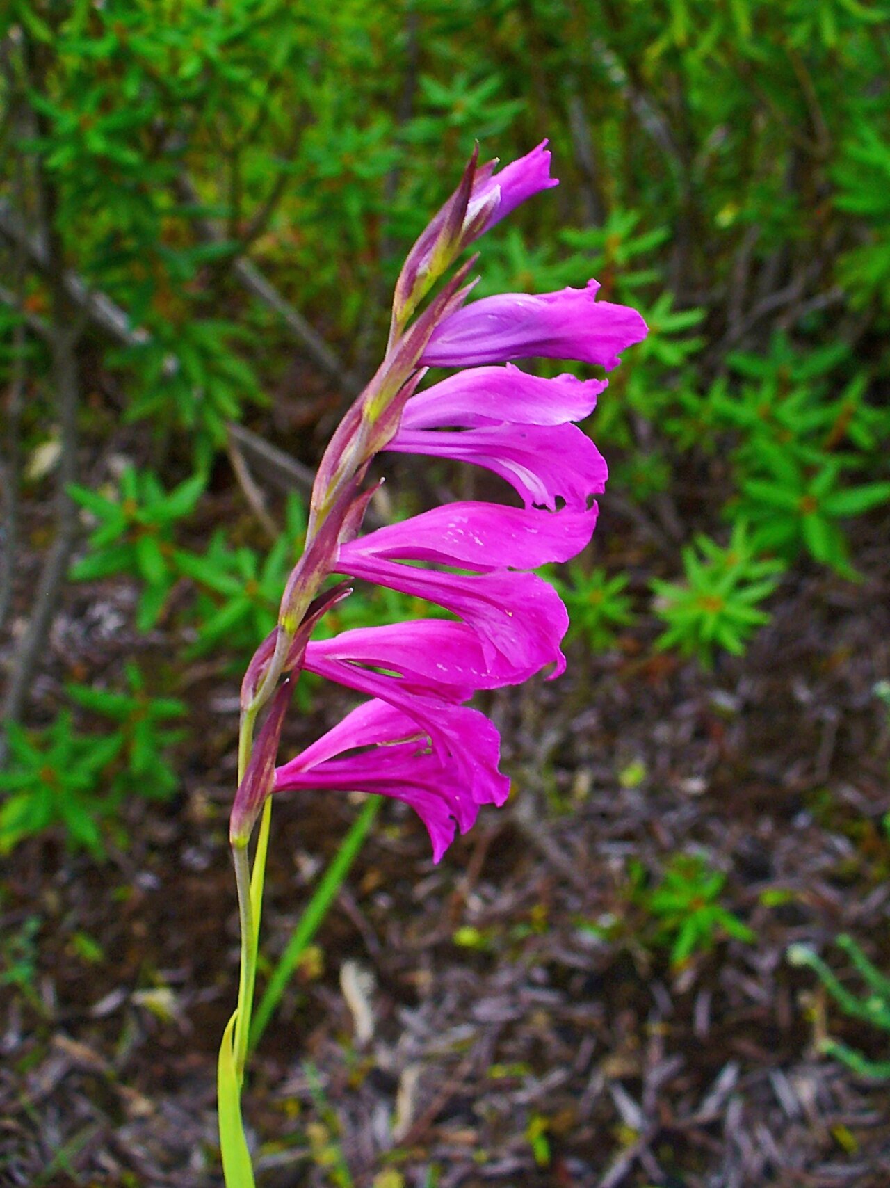 Gladiolus palustris: Gladiolus palustris , Iridaceae, Marsh Gladiolus, inflorescence; Botanical Garden KIT, Karlsruhe, Germany.