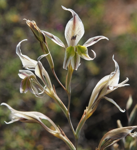 Gladiolus permeabilis (Gladiolus permeabilis)