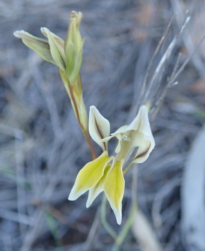 Gladiolus permeabilis (Gladiolus permeabilis)