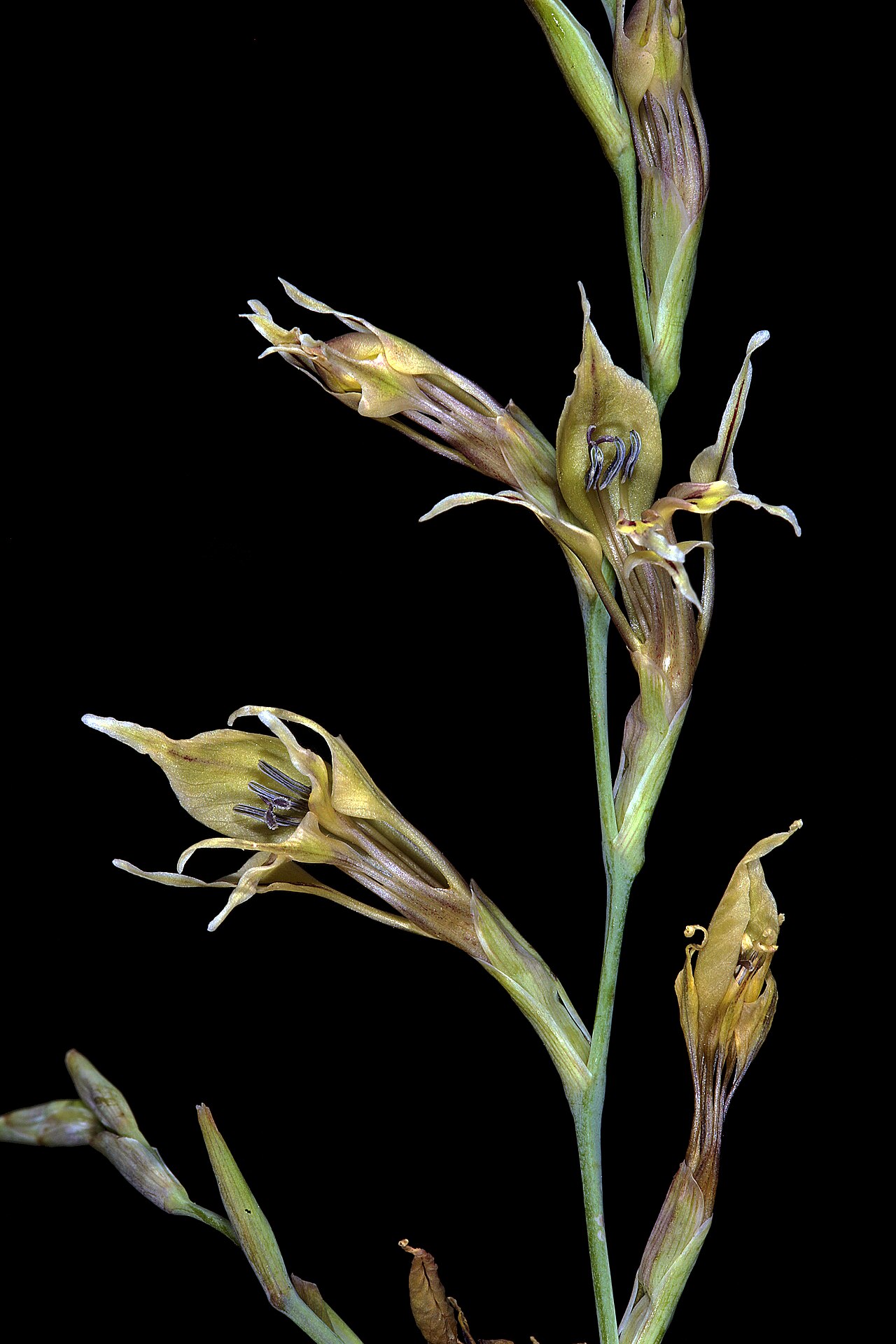 Gladiolus permeabilis: Gladiolus permeabilis subsp. edulis , flowers; ca. 10 km W of Wolmaransstad, North West, South Africa
