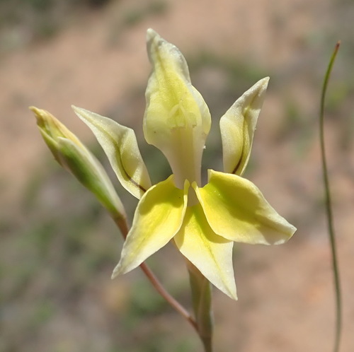 Gladiolus permeabilis (Gladiolus permeabilis)