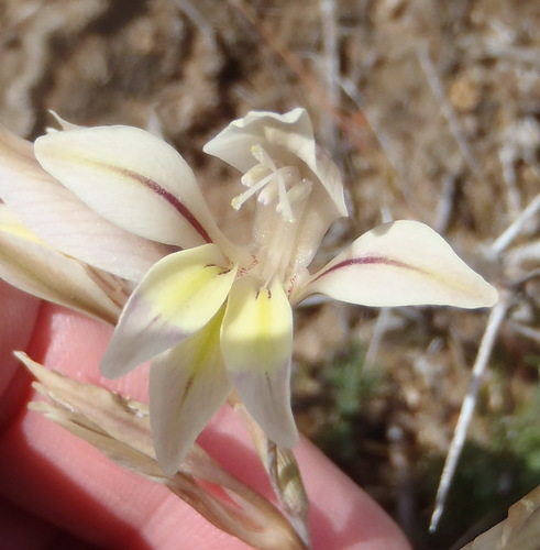 Gladiolus permeabilis (Gladiolus permeabilis)