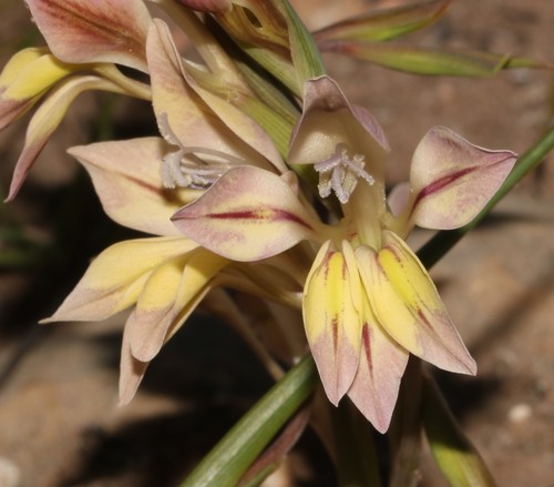 Gladiolus permeabilis (Gladiolus permeabilis)