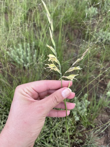 Gladiolus permeabilis (Gladiolus permeabilis)