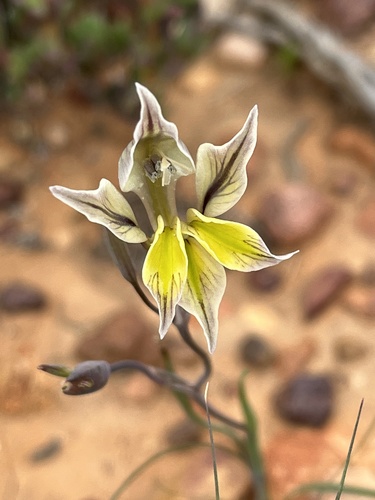 Gladiolus permeabilis (Gladiolus permeabilis)