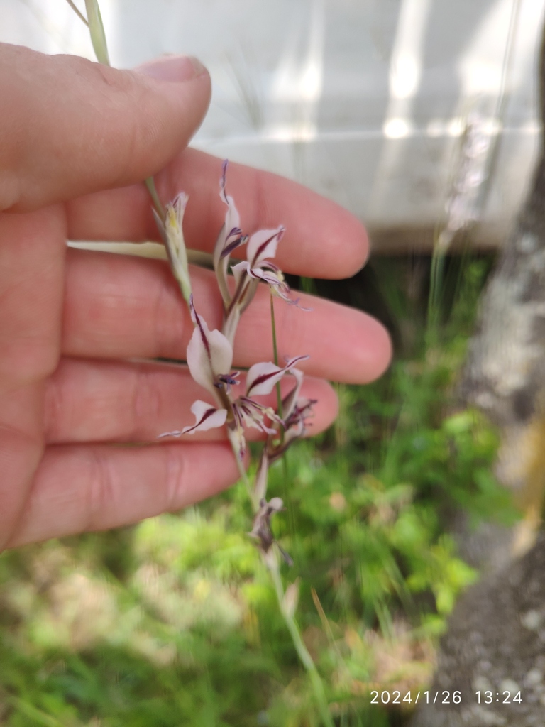 Gladiolus permeabilis (Gladiolus permeabilis)