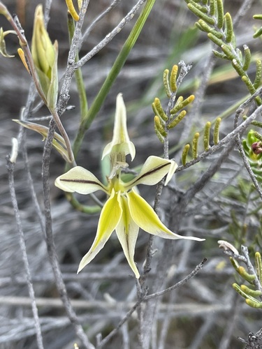 Gladiolus permeabilis (Gladiolus permeabilis)