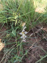 Gladiolus permeabilis (Gladiolus permeabilis)