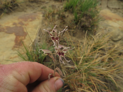 Gladiolus permeabilis (Gladiolus permeabilis)