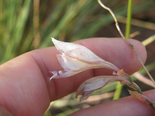 Gladiolus pretoriensis (Gladiolus pretoriensis)
