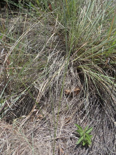 Gladiolus pretoriensis (Gladiolus pretoriensis)
