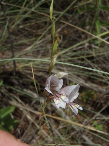 Gladiolus pretoriensis (Gladiolus pretoriensis)