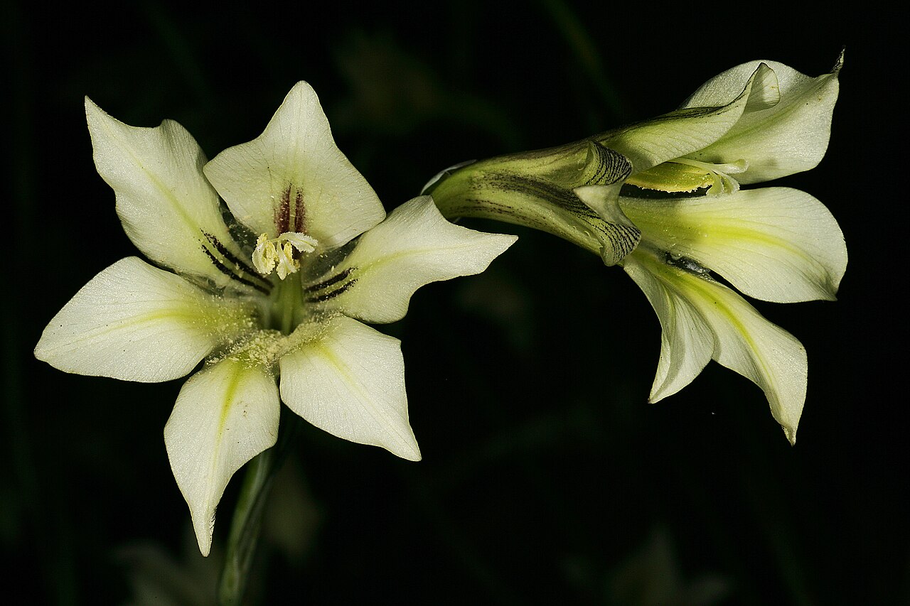Ever-flowering gladiolus: Gladiolus tristis , flowers; Caledon Wild Flower Show, Caledon, Western Cape, South Africa