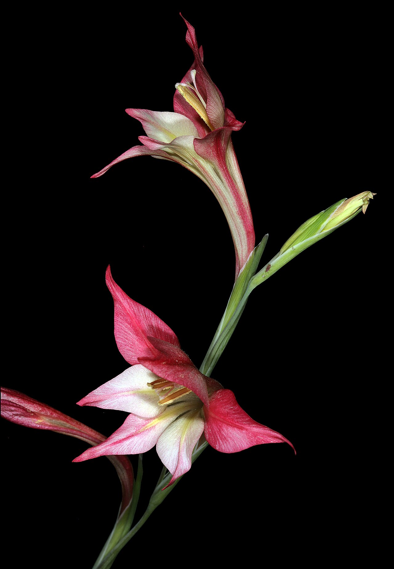Ever-flowering gladiolus: Gladiolus tristis (atypical pinkish form), flowers; Caledon Wild Flower Show, Caledon, Western Cape, South Africa