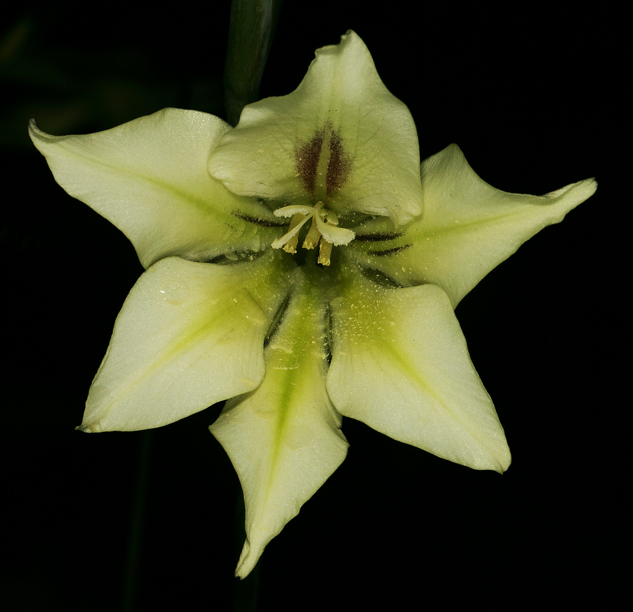 Ever-flowering gladiolus: Gladiolus tristis , flower; Caledon Wild Flower Show, Caledon, Western Cape, South Africa