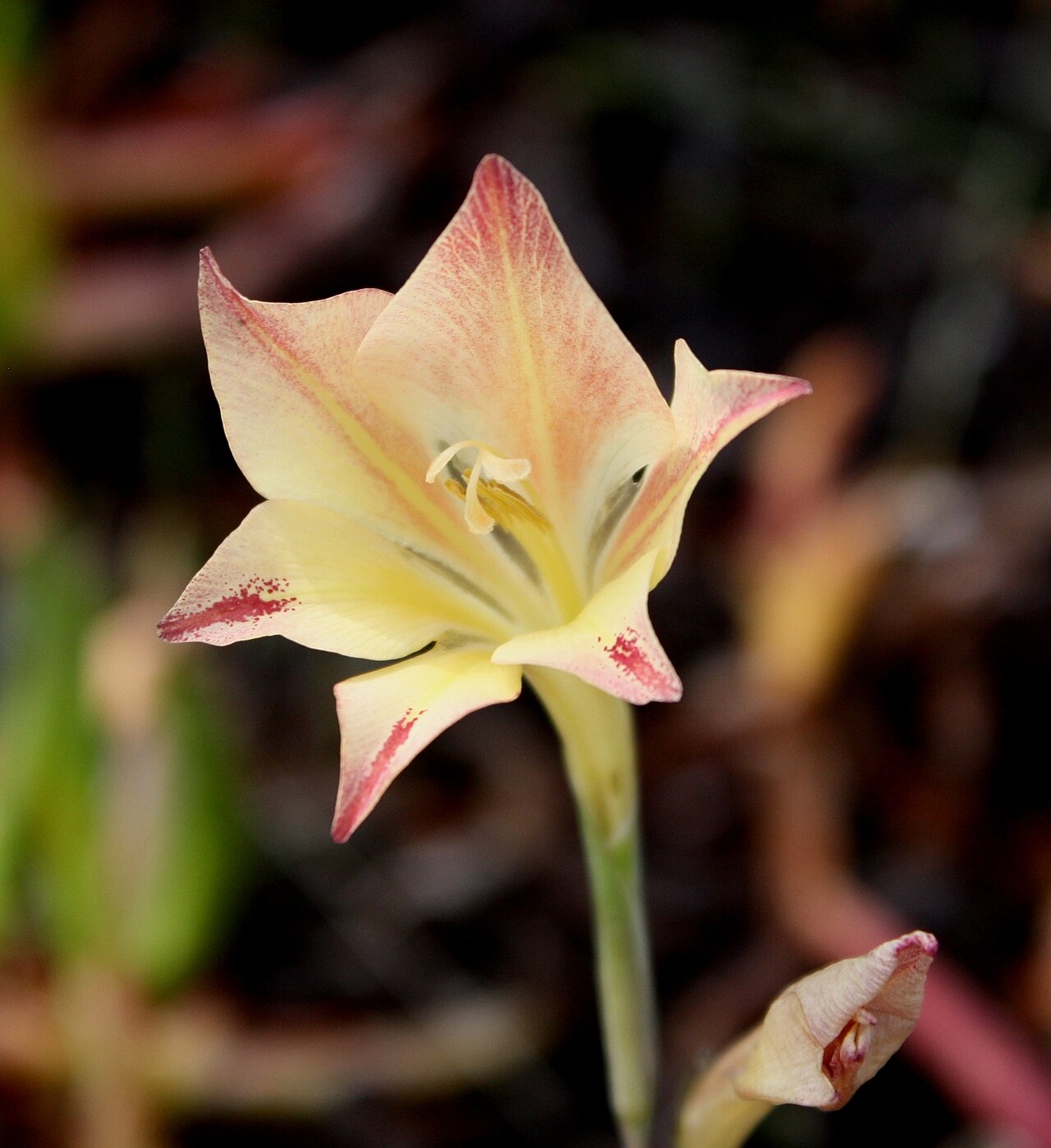 Ever-flowering gladiolus: Silvermine, Cape Town