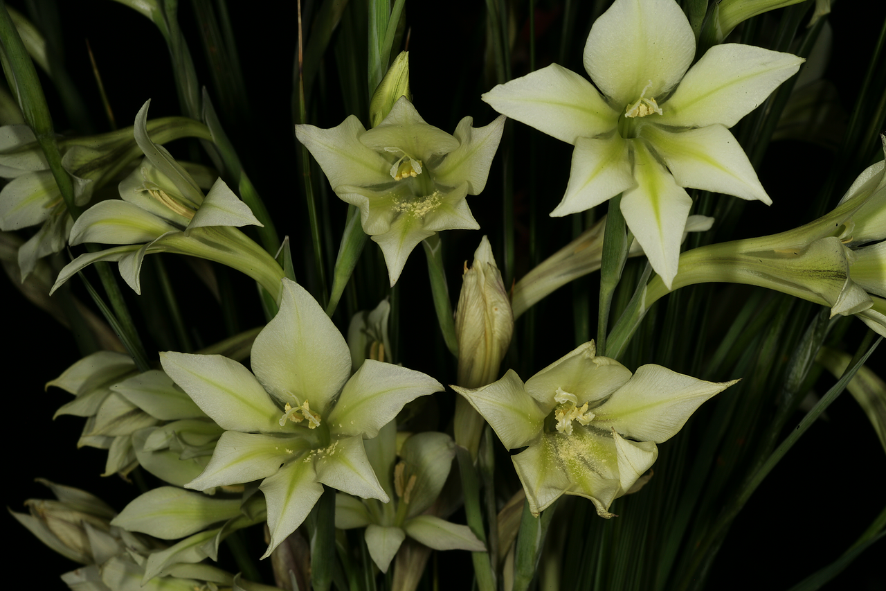 Ever-flowering gladiolus: Gladiolus tristis , flowers; Caledon Wild Flower Show, Caledon, Western Cape, South Africa