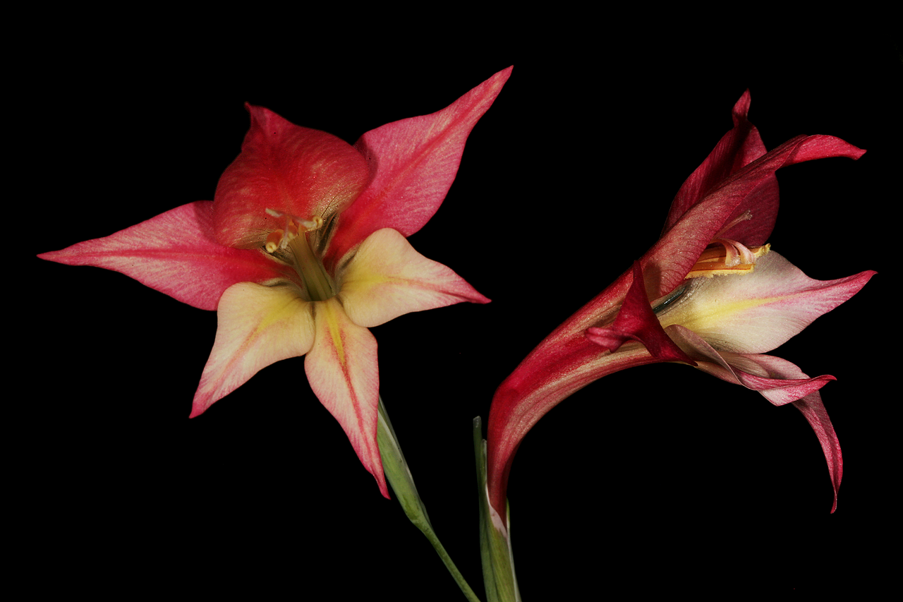 Ever-flowering gladiolus: Gladiolus tristis (atypical pinkish form), flowers; Caledon Wild Flower Show, Caledon, Western Cape, South Africa