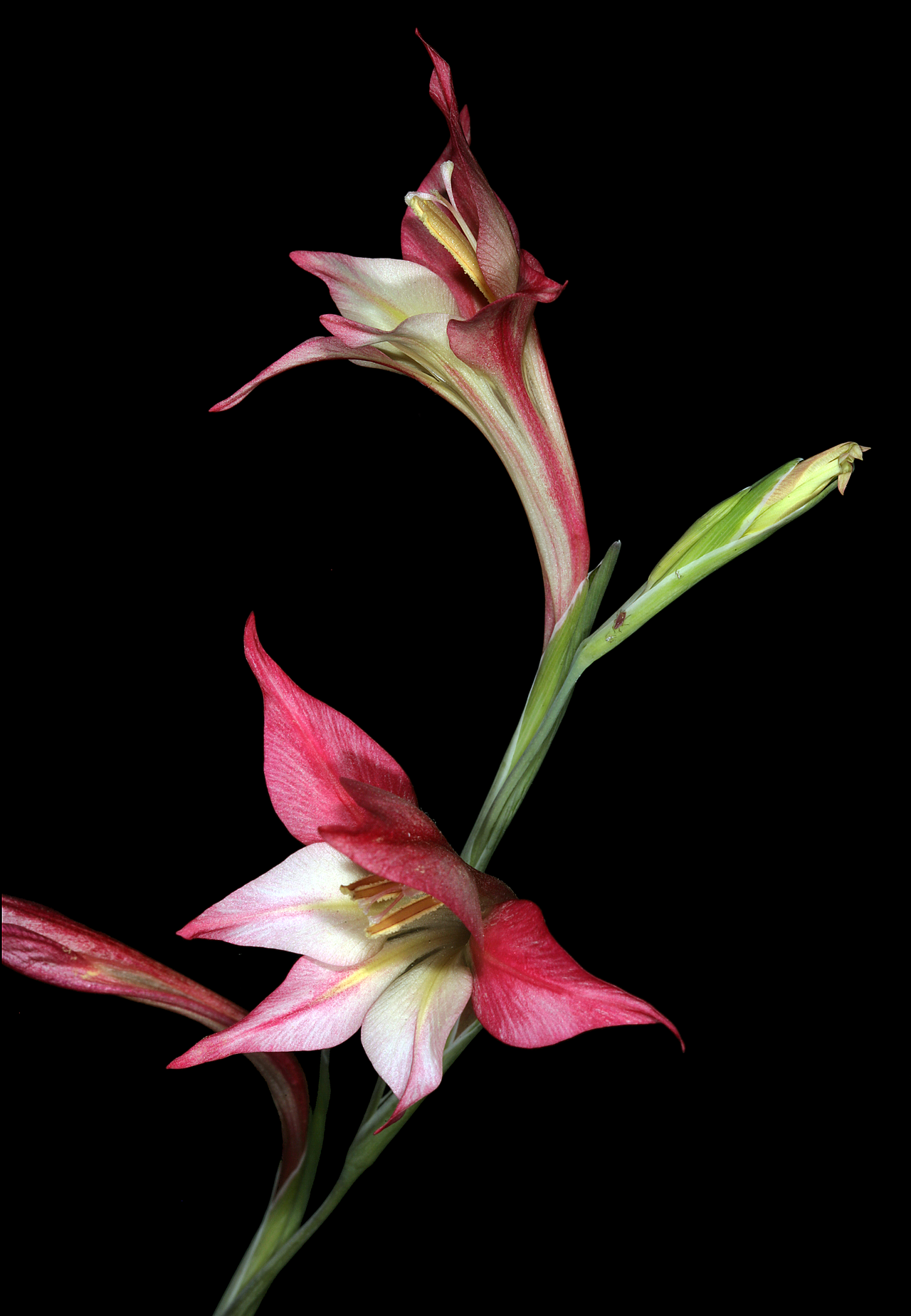 Ever-flowering gladiolus: Gladiolus tristis (atypical pinkish form), flowers; Caledon Wild Flower Show, Caledon, Western Cape, South Africa