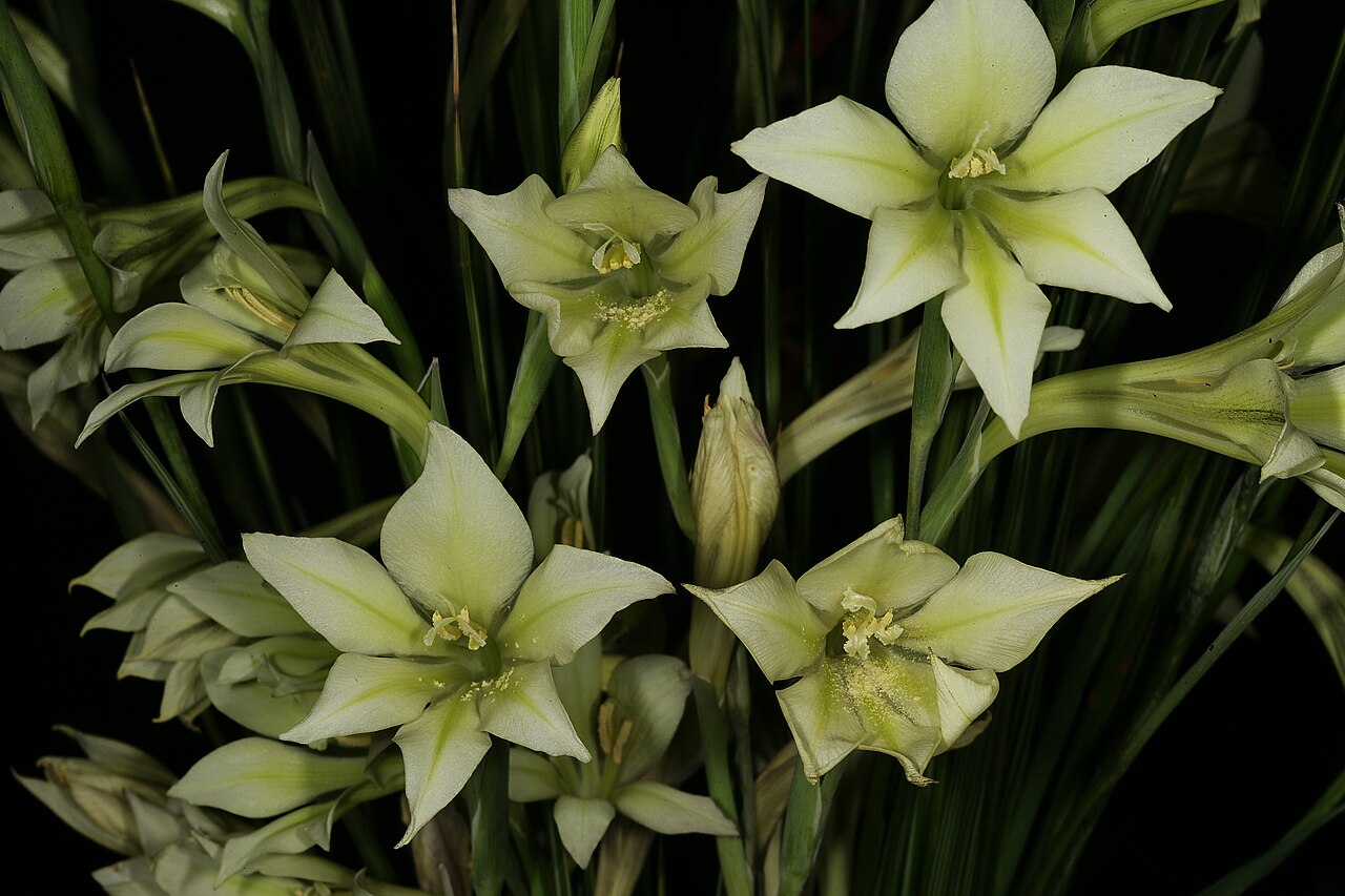 Ever-flowering gladiolus: Gladiolus tristis , flowers; Caledon Wild Flower Show, Caledon, Western Cape, South Africa