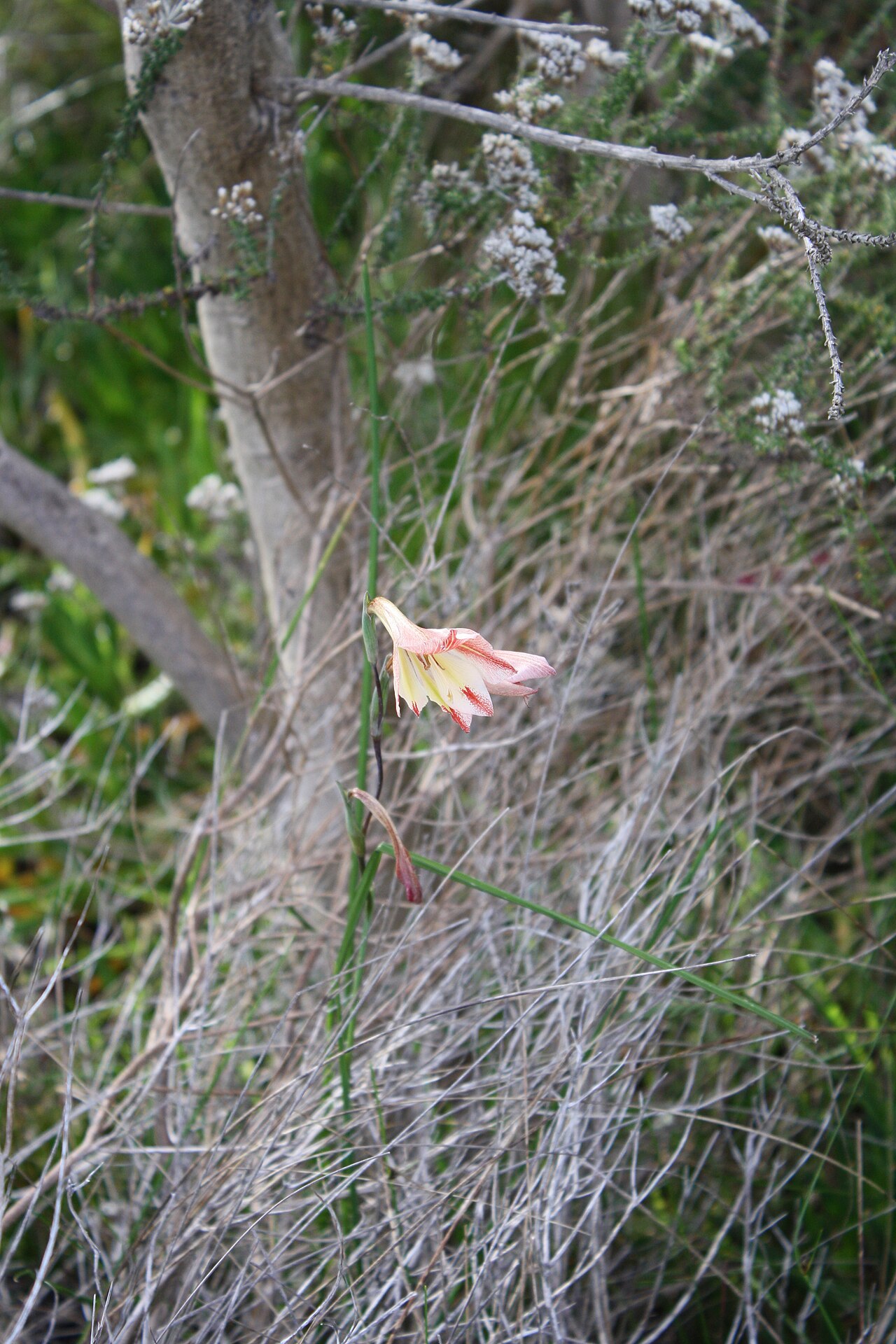 Ever-flowering gladiolus: Silvermine, Cape Town