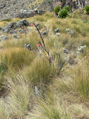 Gladiolus watsonioides (Gladiolus watsonioides)