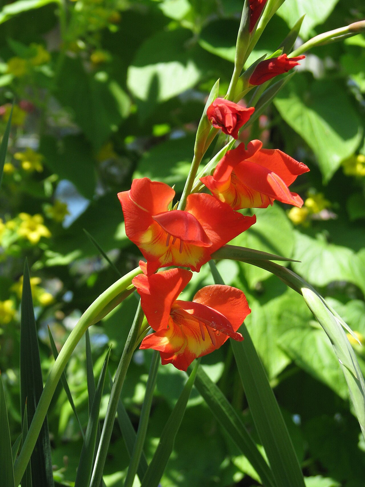 Gladiolus watsonioides: Gladiolus garnieri
