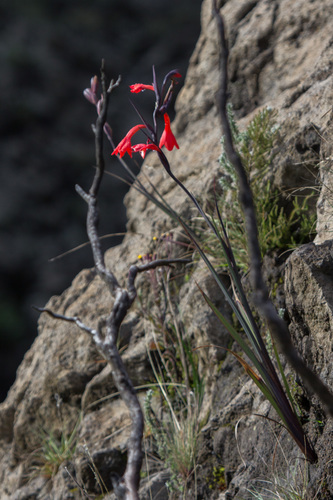 Gladiolus watsonioides (Gladiolus watsonioides)