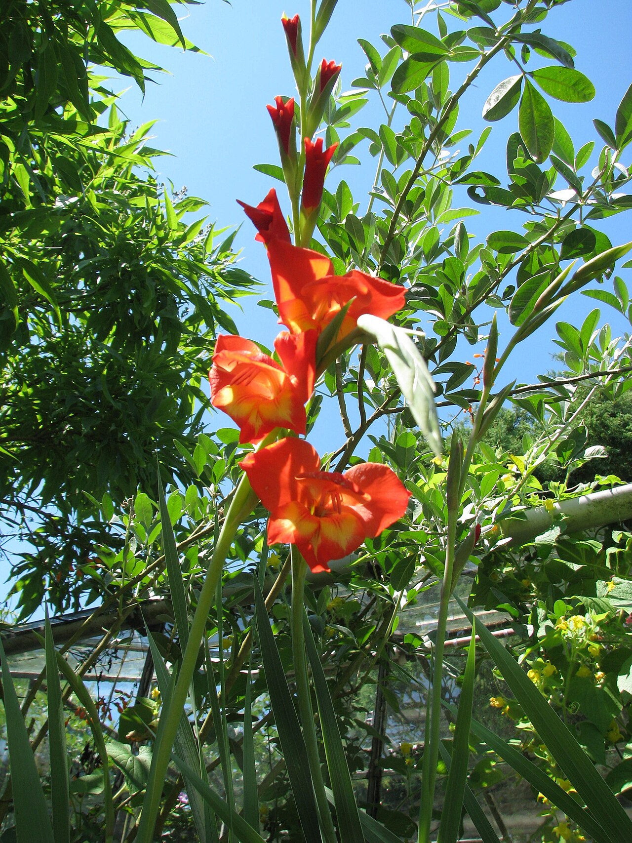 Gladiolus watsonioides: Gladiolus garnieri