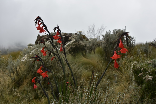 Gladiolus watsonioides (Gladiolus watsonioides)