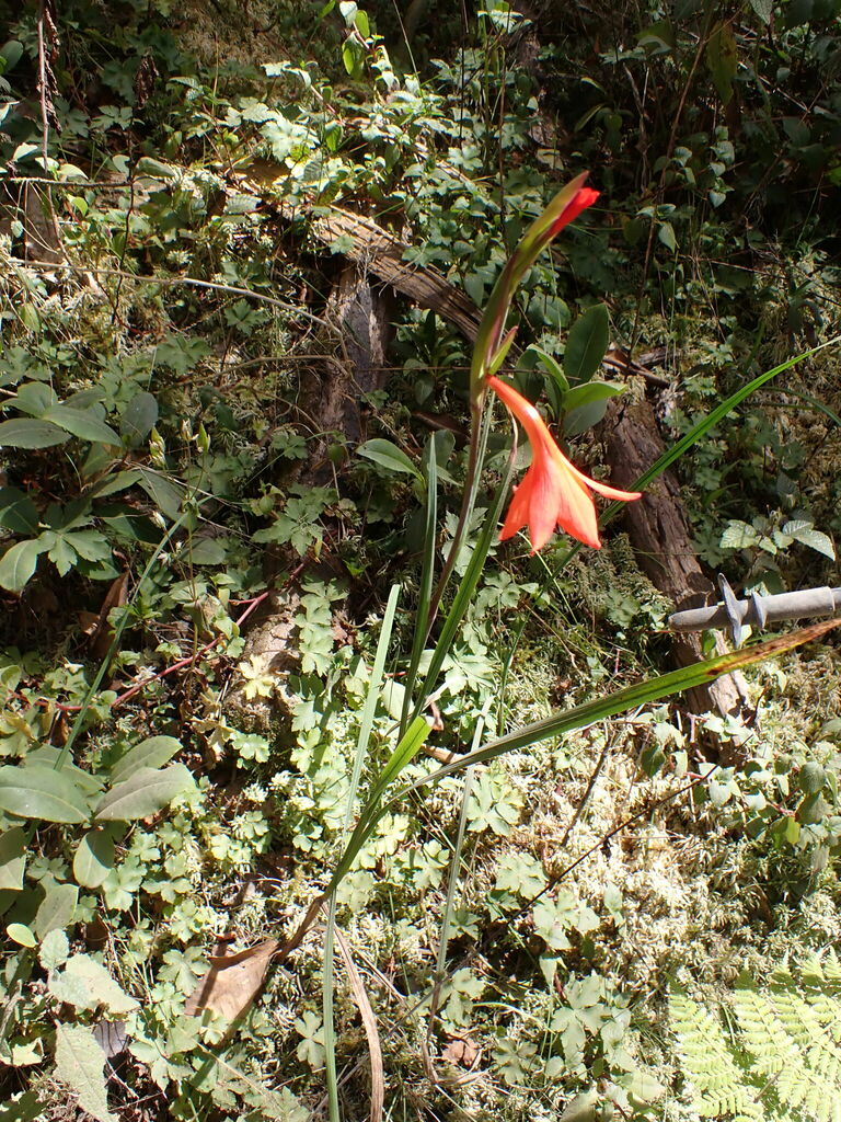 Gladiolus watsonioides (Gladiolus watsonioides)