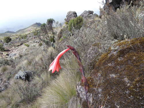 Gladiolus watsonioides (Gladiolus watsonioides)