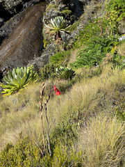 Gladiolus watsonioides (Gladiolus watsonioides)
