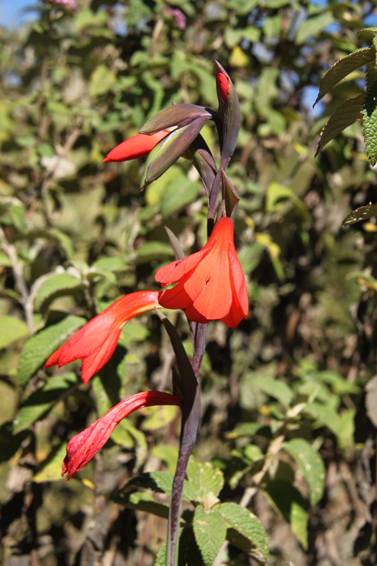 Gladiolus watsonioides: Gladiolus watsonioides , about 90 cm high, photographed just below Chogoria gate, at approximately 2900 m altitude