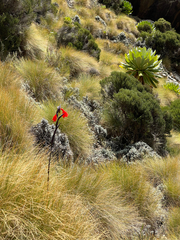 Gladiolus watsonioides (Gladiolus watsonioides)