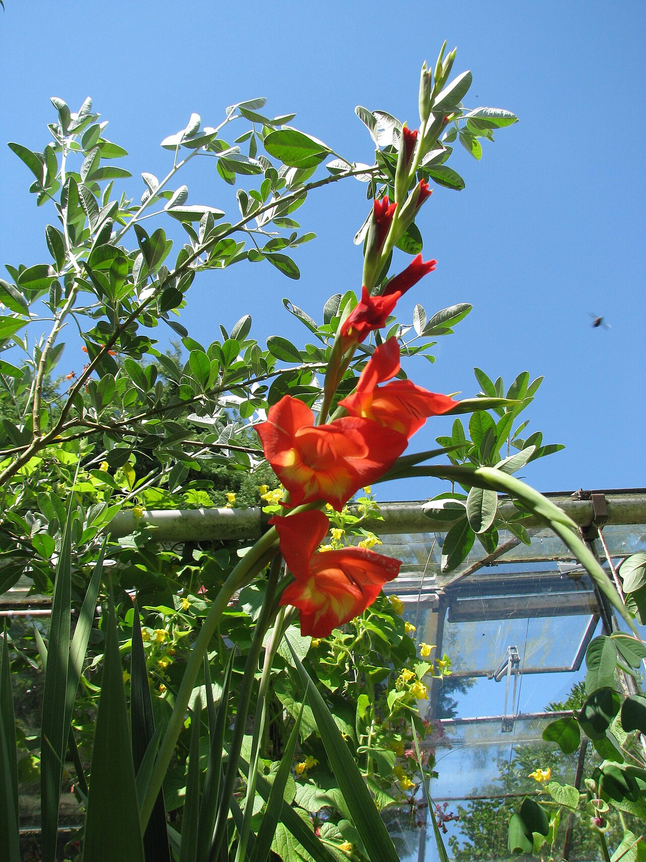 Gladiolus watsonioides: Gladiolus garnieri