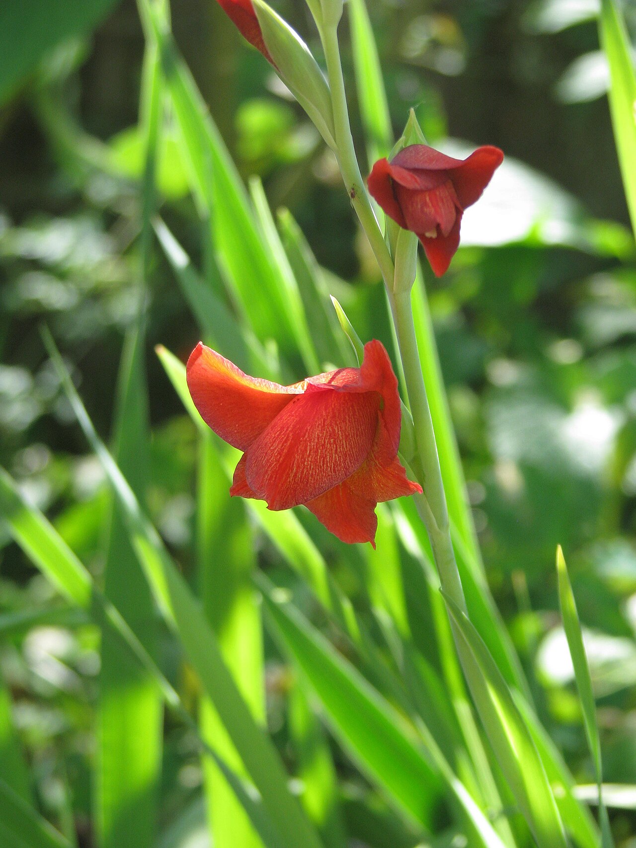 Gladiolus watsonioides: Gladiolus garnieri