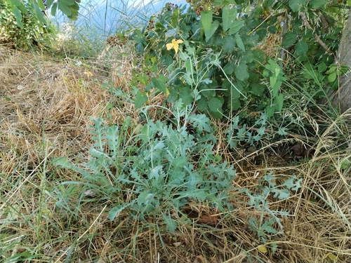 Yellow horned poppy (Glaucium flavum)