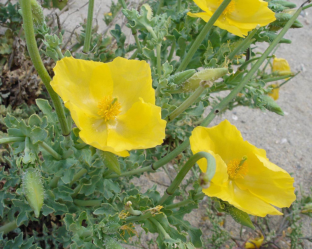 Yellow horned poppy (Glaucium flavum)