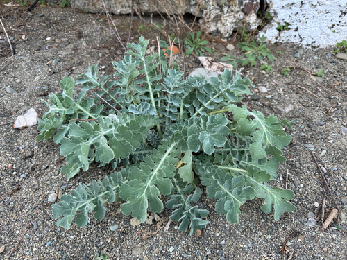 Yellow horned poppy (Glaucium flavum)