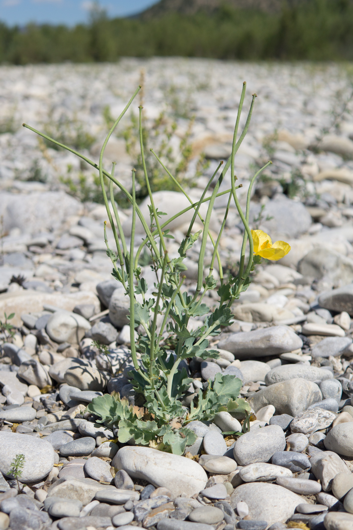 Yellow horned poppy: Glaucium flavum Crantz, 1763 - Yellow Horned Poppy