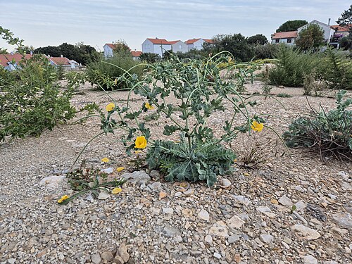 Yellow horned poppy: Habitus Taxonym: Glaucium flavum ss Rottensteiner: Exkursionsflora für Istrien ISBN 978-3-85328-067-6 Fundort: Nerezine, Insel Lošinj, Gespanschaft Primorje-Gor