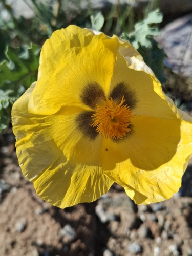 Yellow horned poppy (Glaucium flavum)