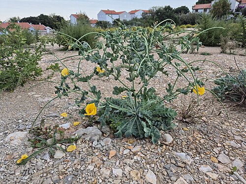 Yellow horned poppy: Habitus Taxonym: Glaucium flavum ss Rottensteiner: Exkursionsflora für Istrien ISBN 978-3-85328-067-6 Fundort: Nerezine, Insel Lošinj, Gespanschaft Primorje-Gor