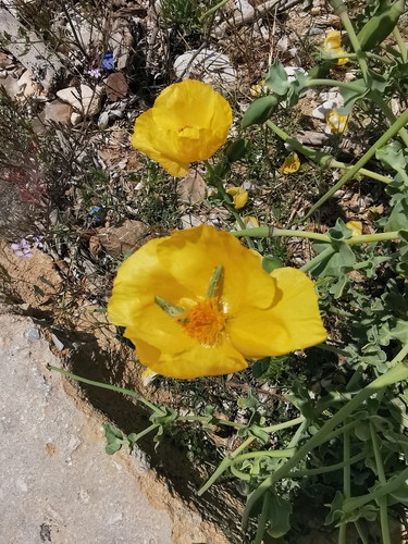 Yellow horned poppy (Glaucium flavum)
