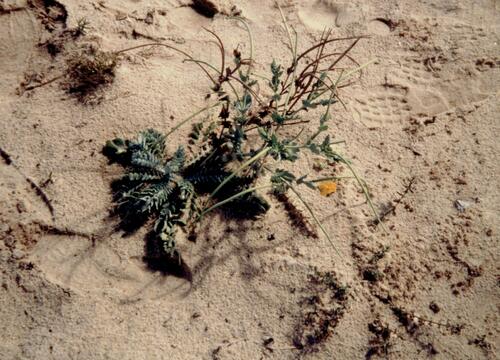 Yellow horned poppy (Glaucium flavum)