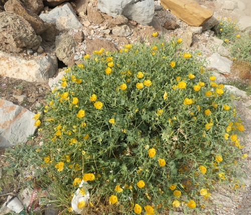 Yellow horned poppy (Glaucium flavum)