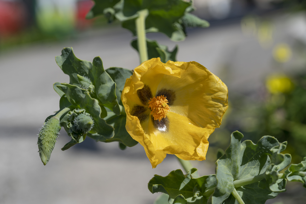 Yellow horned poppy (Glaucium flavum)