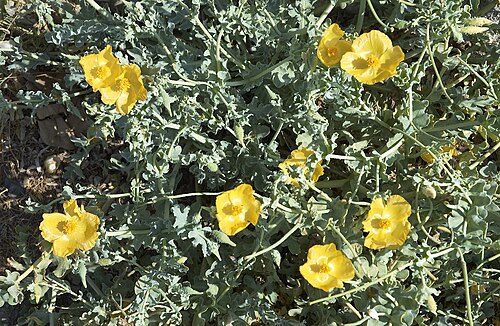 Yellow horned poppy: Yellow hornpoppy. Photo taken in Crete