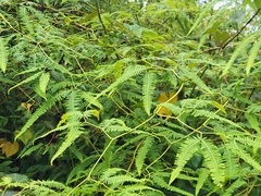 Comb forkedfern (Gleichenella pectinata)